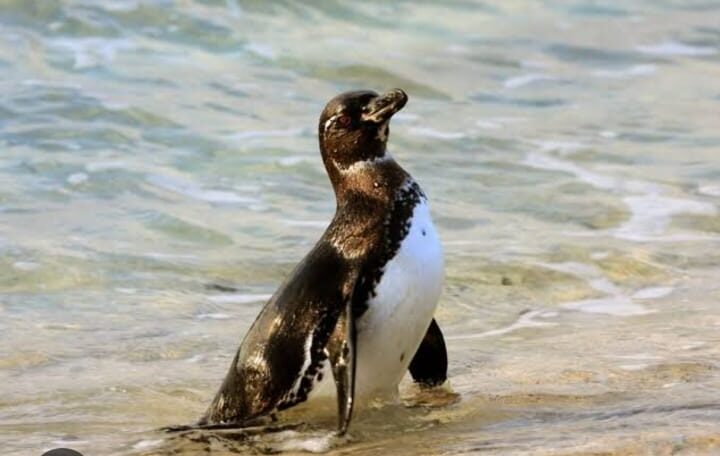 4 Galapagos penguins 4 Galapagos penguins