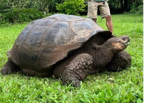 4 giant tortoises of Galapagos 4 giant tortoises of Galapagos